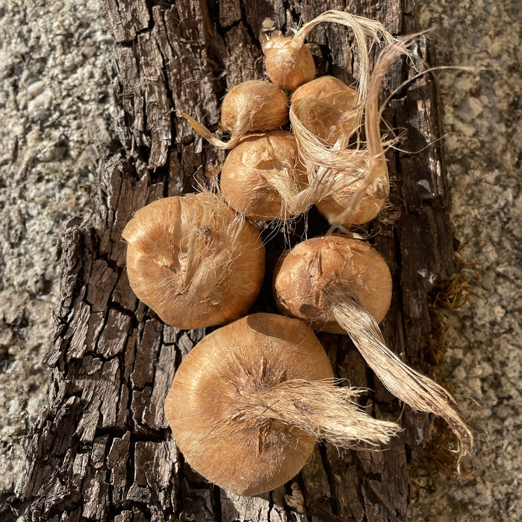 Bulbes de safran rouge bio