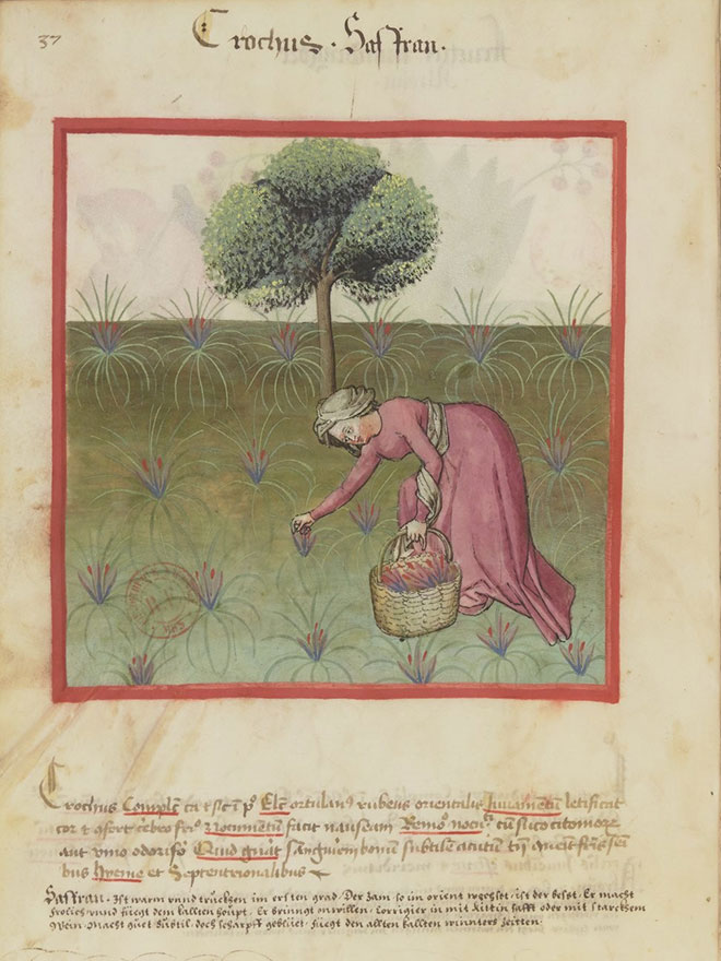 Culture du safran au moyen-âge Culture du safran au moyen-âge