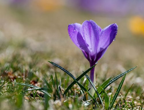 le safran d’importation, quelle traçabilité ?