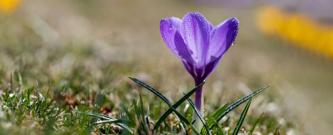 Illustration de la traçabilité du Safran