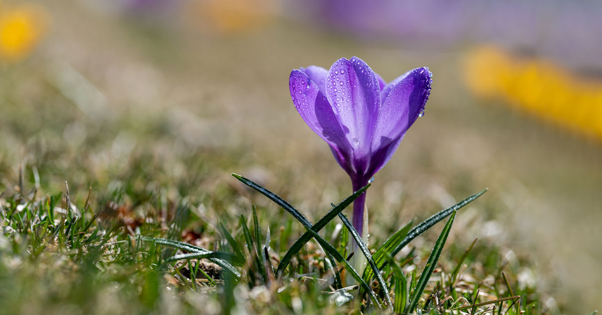 Illustration de la traçabilité du Safran